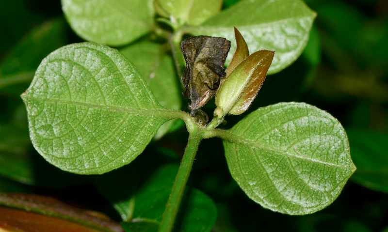 Image of Barleria repens specimen.