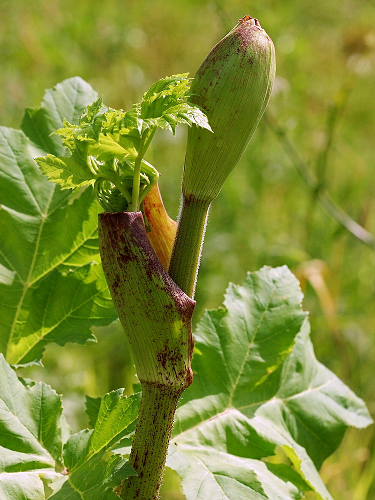 Image of Heracleum sosnowskyi specimen.