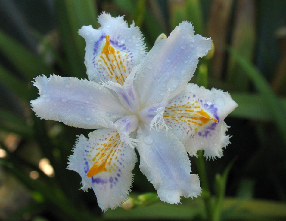 Image of Iris japonica specimen.
