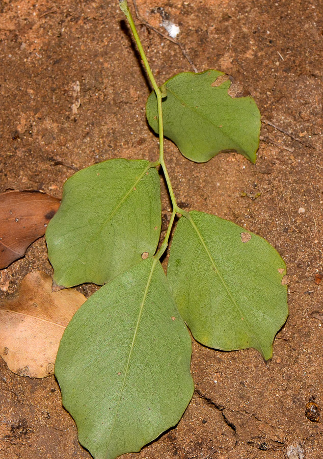 Изображение особи Dalbergia sissoo.