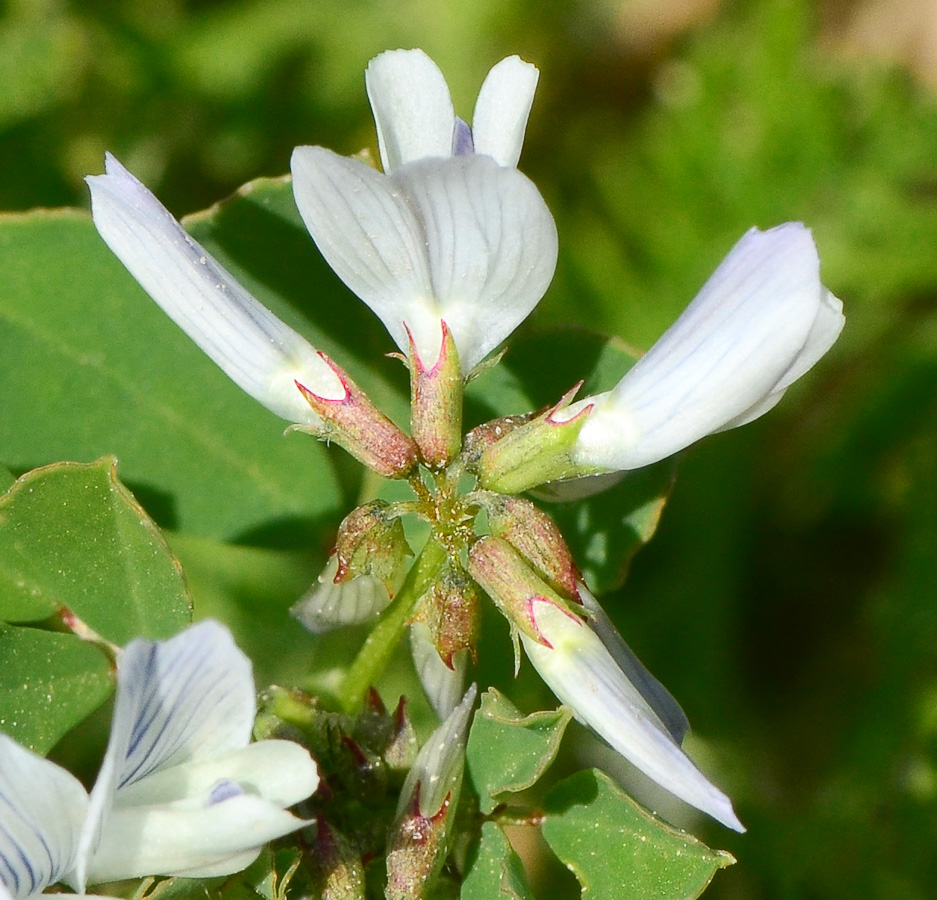 Изображение особи Trigonella arabica.