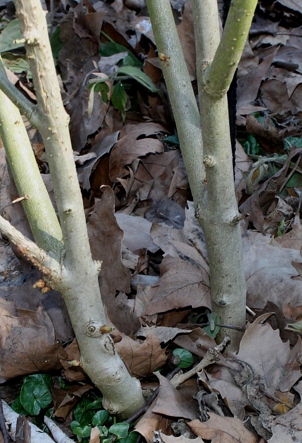 Image of Syringa chinensis specimen.