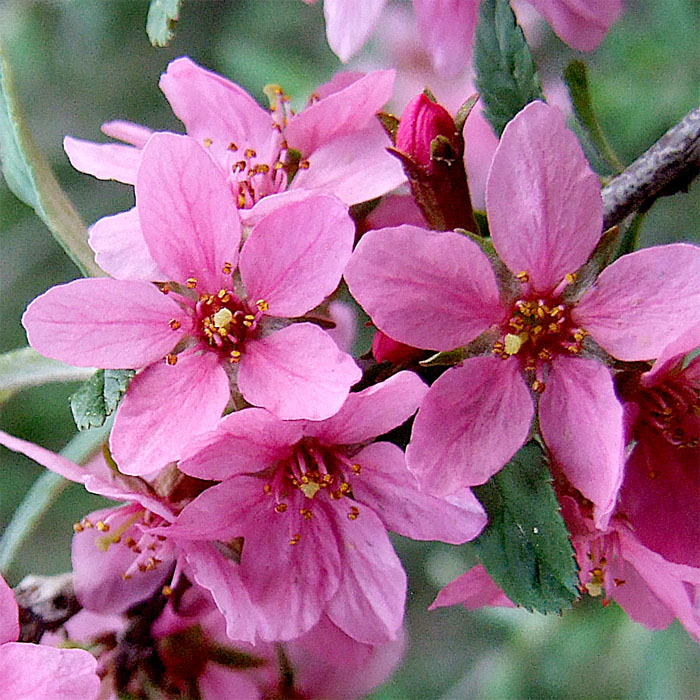 Изображение особи Cerasus incana.