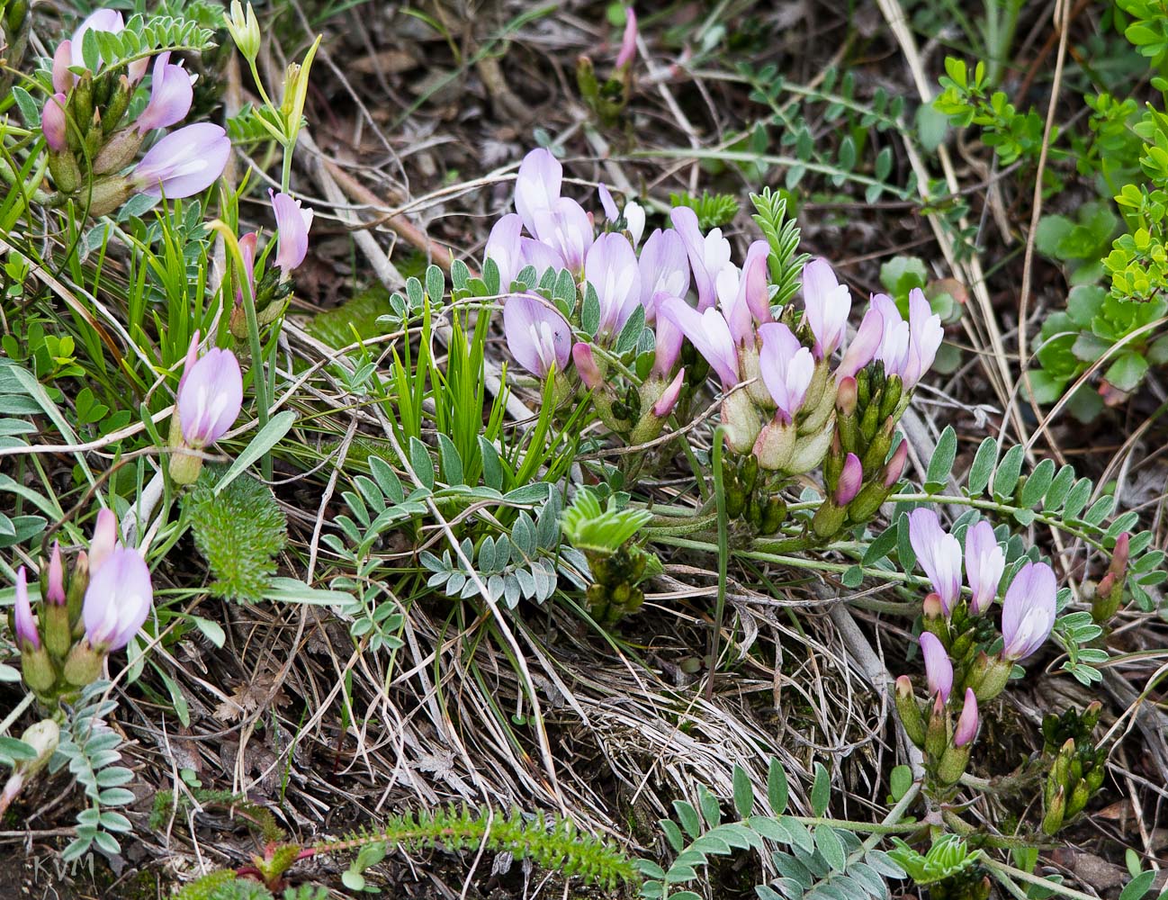 Изображение особи Astragalus megalanthus.