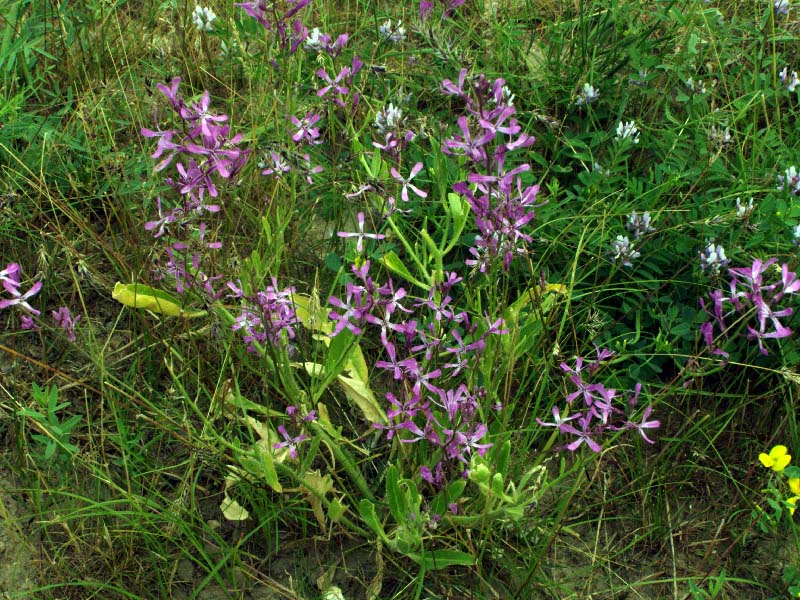 Изображение особи Strigosella turkestanica.