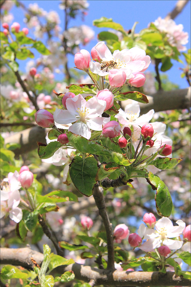 Изображение особи Malus domestica.