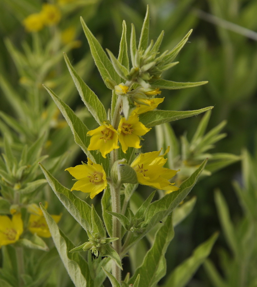 Image of Lysimachia punctata specimen.