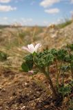 Malva neglecta