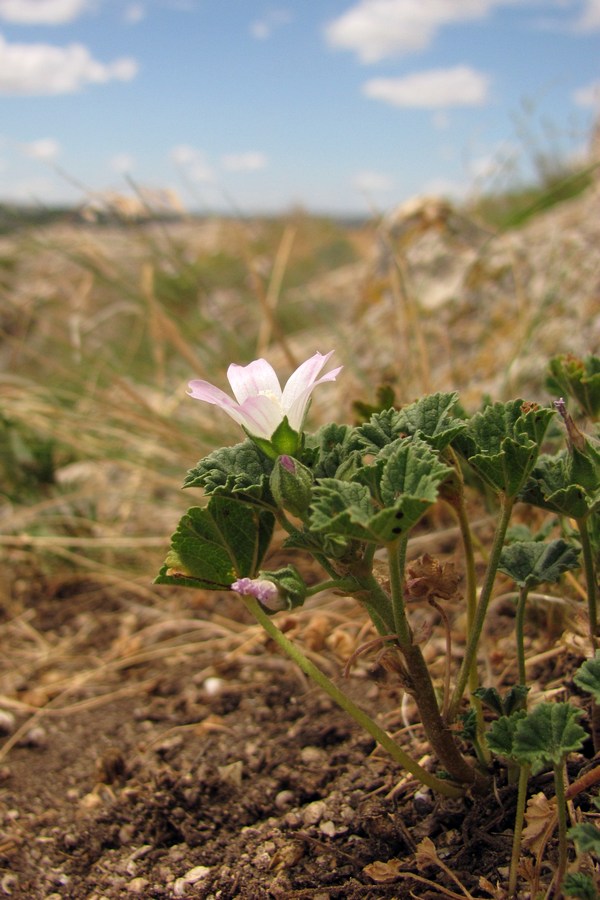 Изображение особи Malva neglecta.