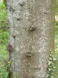 род Gleditsia