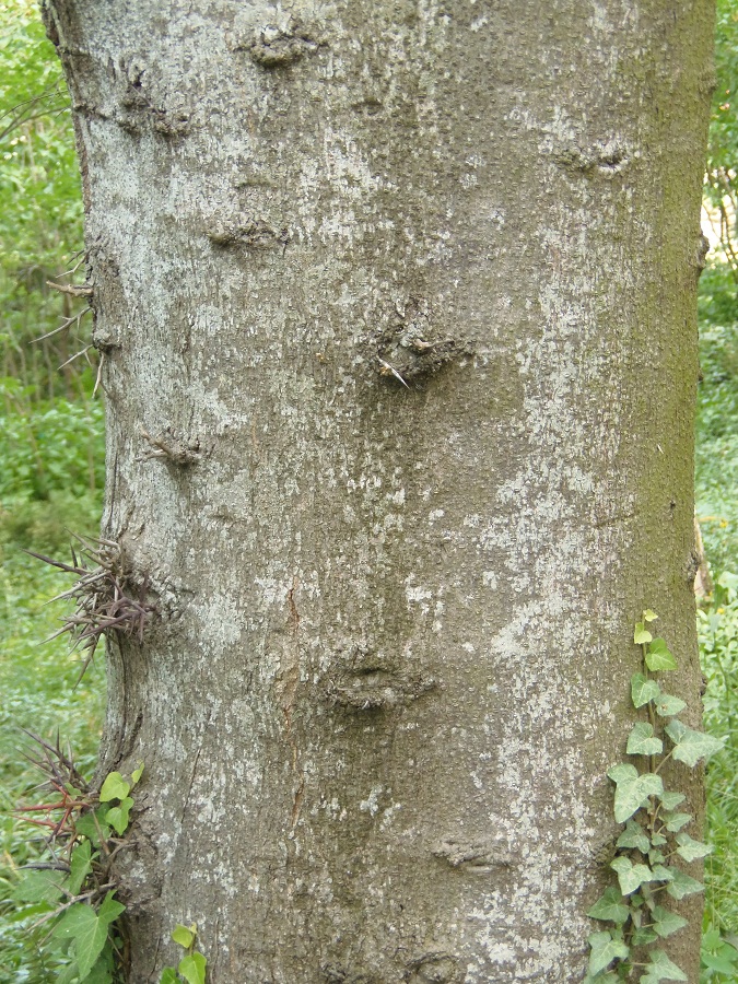 Изображение особи род Gleditsia.