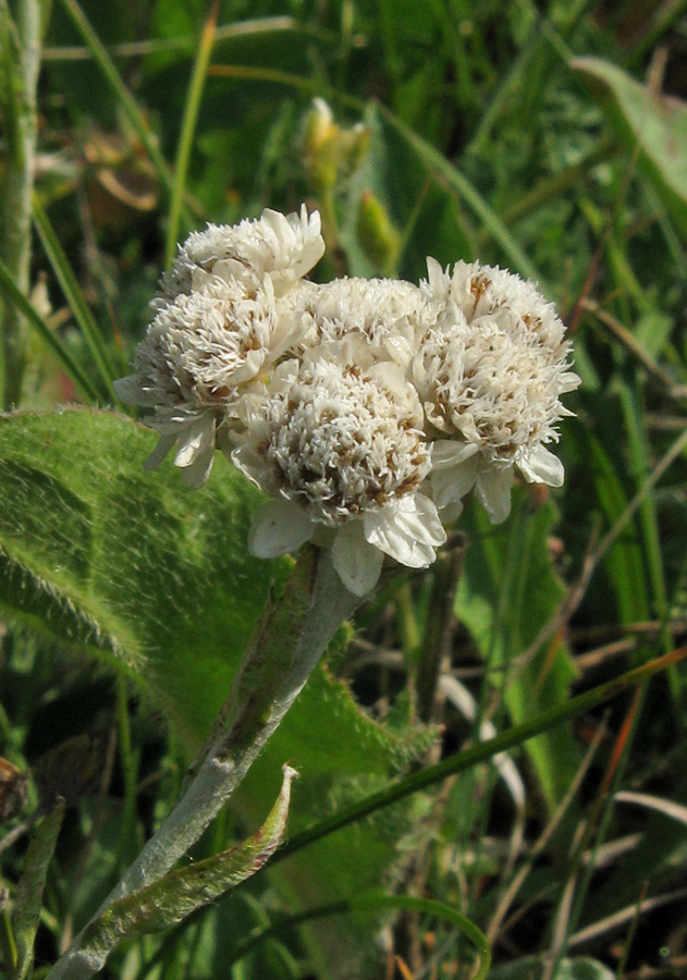 Изображение особи Antennaria dioica.