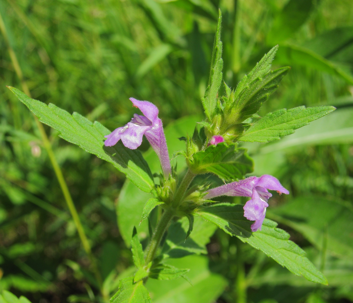 Изображение особи Galeopsis ladanum.