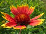 genus Gaillardia. Соцветие-корзинка. Краснодарский край, г. Крымск, заброшенный участок земли возле бывшего жилья, снесённого после наводнения 2012 г. 15.07.2013.