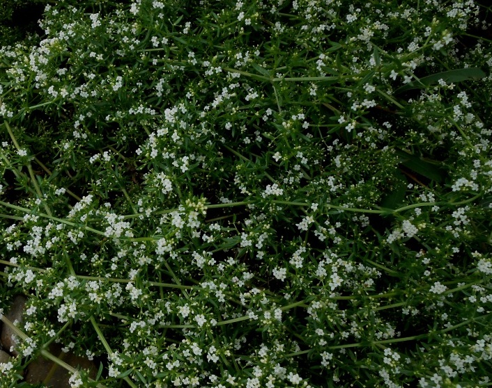 Изображение особи Galium humifusum.