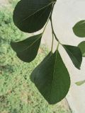 View full-size image Populus simonii
