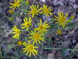 Senecio borysthenicus. Общее соцветие. Украина, Черкасская обл., Каневский р-н, региональный ландшафтный парк \"Трахтемиров\", зарастающая лесная дорога на песке. 28 июня 2013 г.