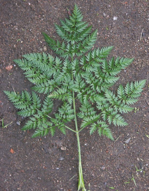 Image of Chaerophyllum bulbosum specimen.