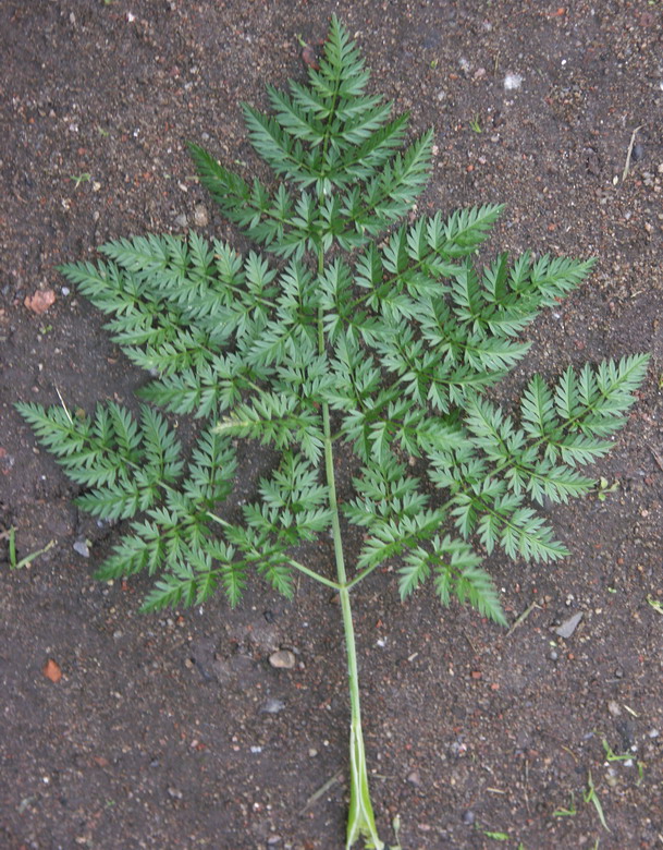 Изображение особи Chaerophyllum bulbosum.