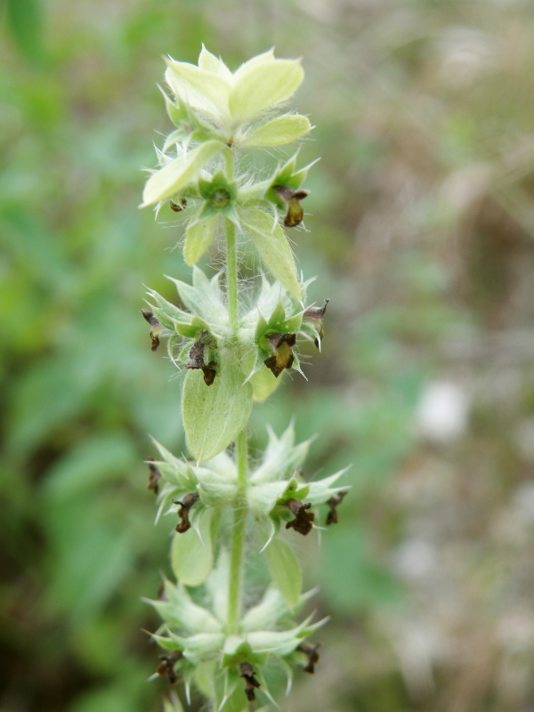 Image of Sideritis montana specimen.