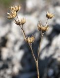 Linum tauricum