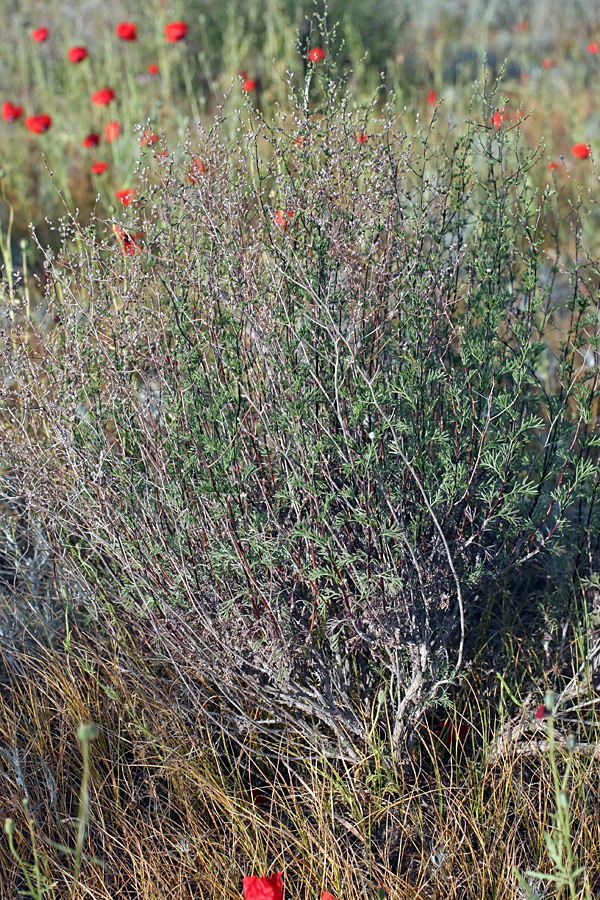 Image of genus Artemisia specimen.