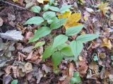 Lathyrus vernus. Вегетирующее растение. Республика Беларусь, г. Гродно, лесомассив Пышки. 13.10.2013.