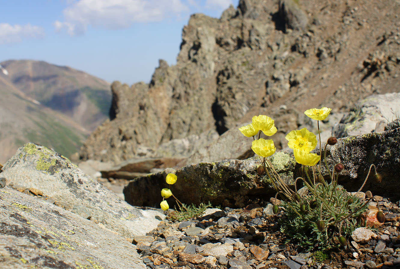 Image of genus Papaver specimen.