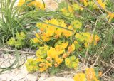 Chamaecytisus wulffii. Веточки с соцветиями. Черноморское побережье Кавказа, Новороссийский р-н, Маркотхский хребет, Андреевский перевал, выс. 520 м н.у.м, томилляры. 13 мая 2013 г.