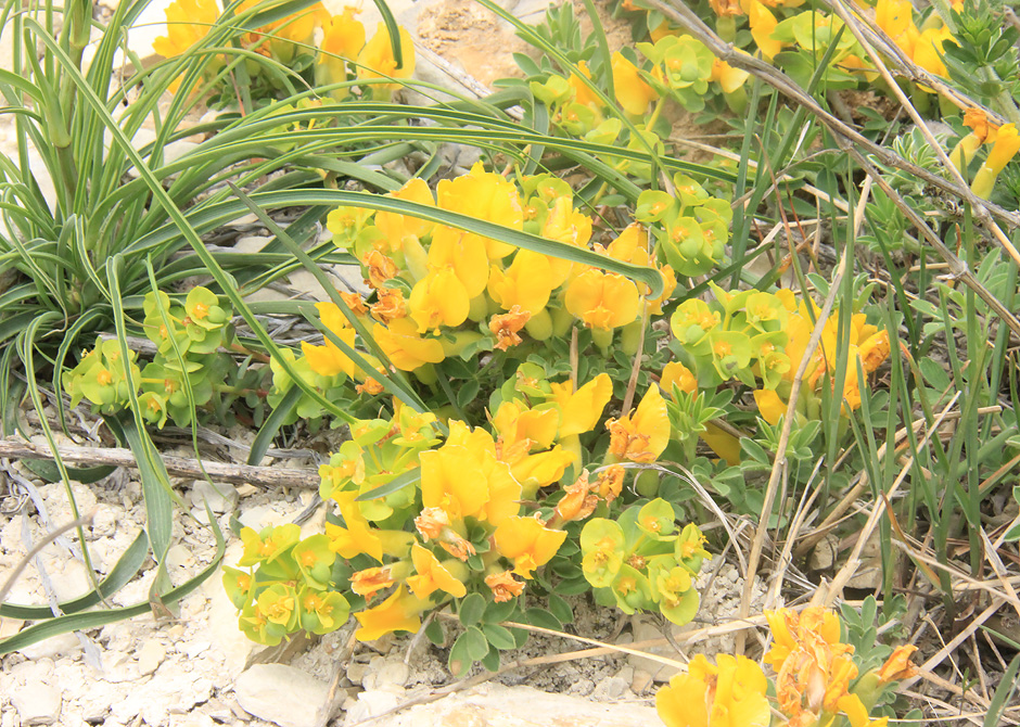 Image of Chamaecytisus wulffii specimen.