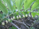 Polygonatum multiflorum