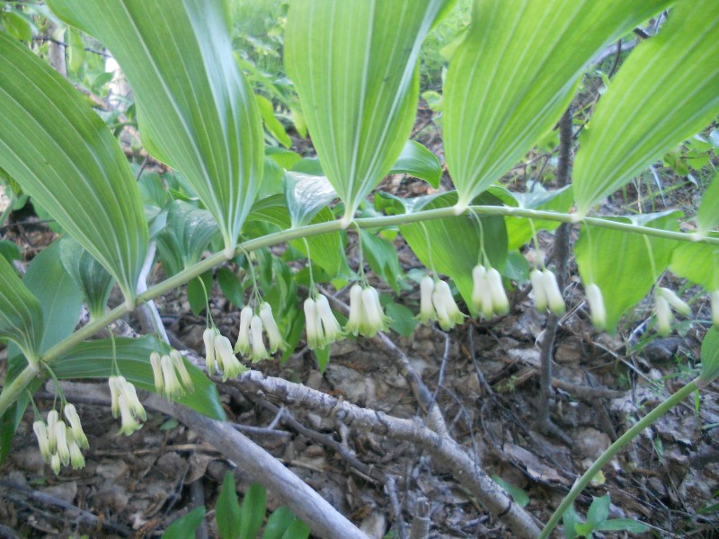 Изображение особи Polygonatum multiflorum.