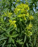 Euphorbia semivillosa. Верхушка цветущего растения с кормящимися муравьями. Ростовская обл., Октябрьский р-н, нижняя часть склона правого коренного берега р. Аюта, луг. 05.05.2013.