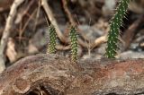 Opuntia cochenillifera