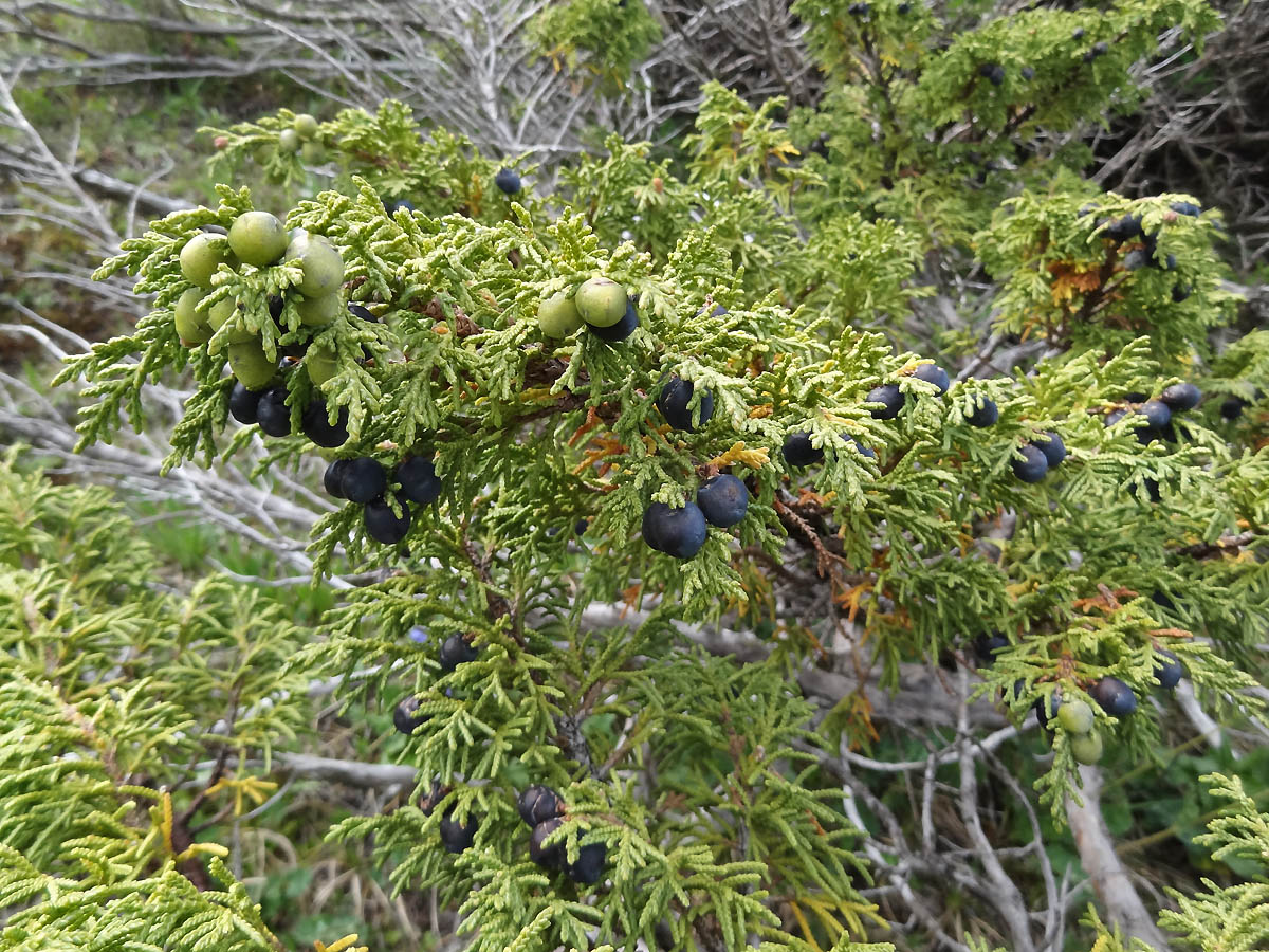 Изображение особи Juniperus pseudosabina.