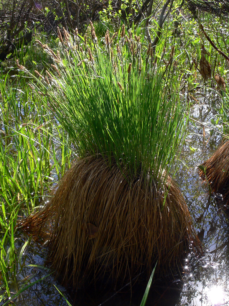 Image of Carex cespitosa specimen.