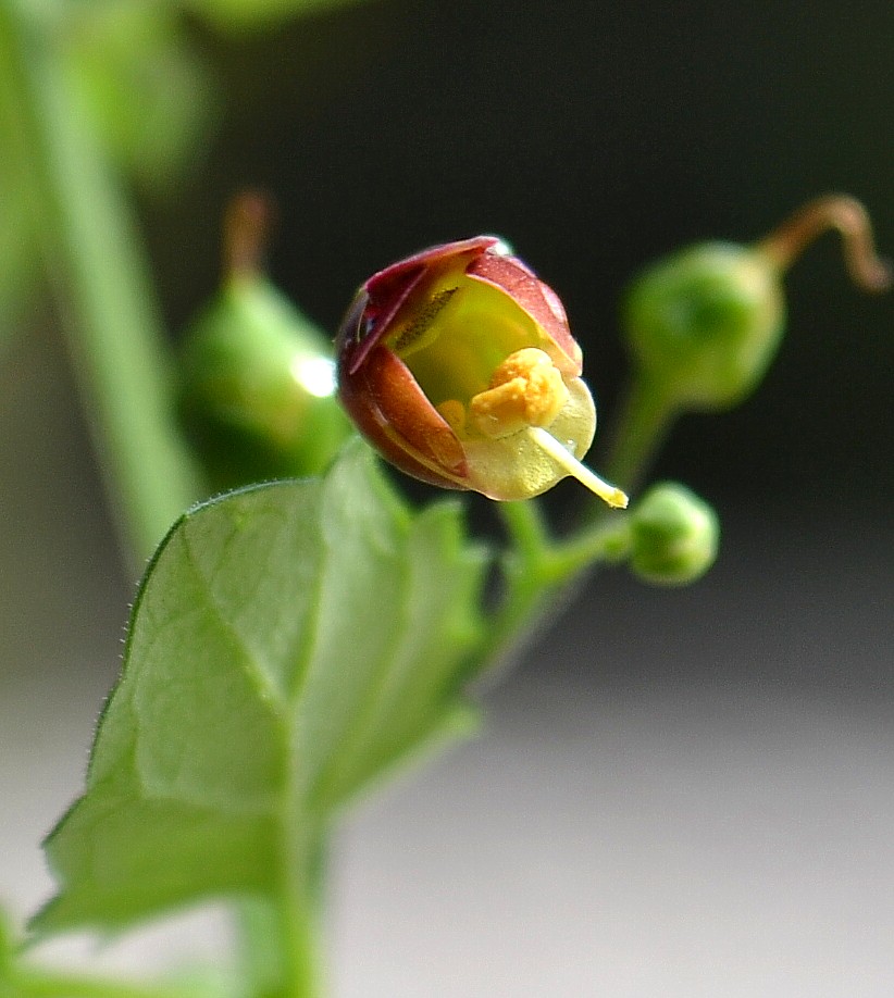 Image of Scrophularia scopolii specimen.