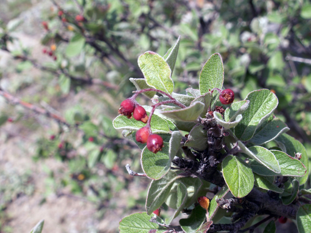 Image of Cotoneaster melanocarpus specimen.