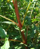 Epilobium tetragonum. Стебель в средней части. Краснодарский край, Кущёвский р-н, станица Шкуринская, пойма балки Боброва. 06.07.2009.