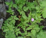 Geranium robertianum. Верхушка цветущего растения. Нагорный Карабах, окр. г. Шуши, Унотское ущелье. 05.05.2013.