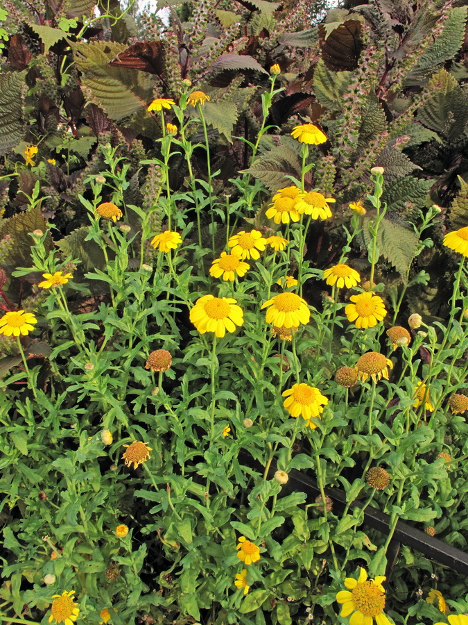 Image of Glebionis segetum specimen.