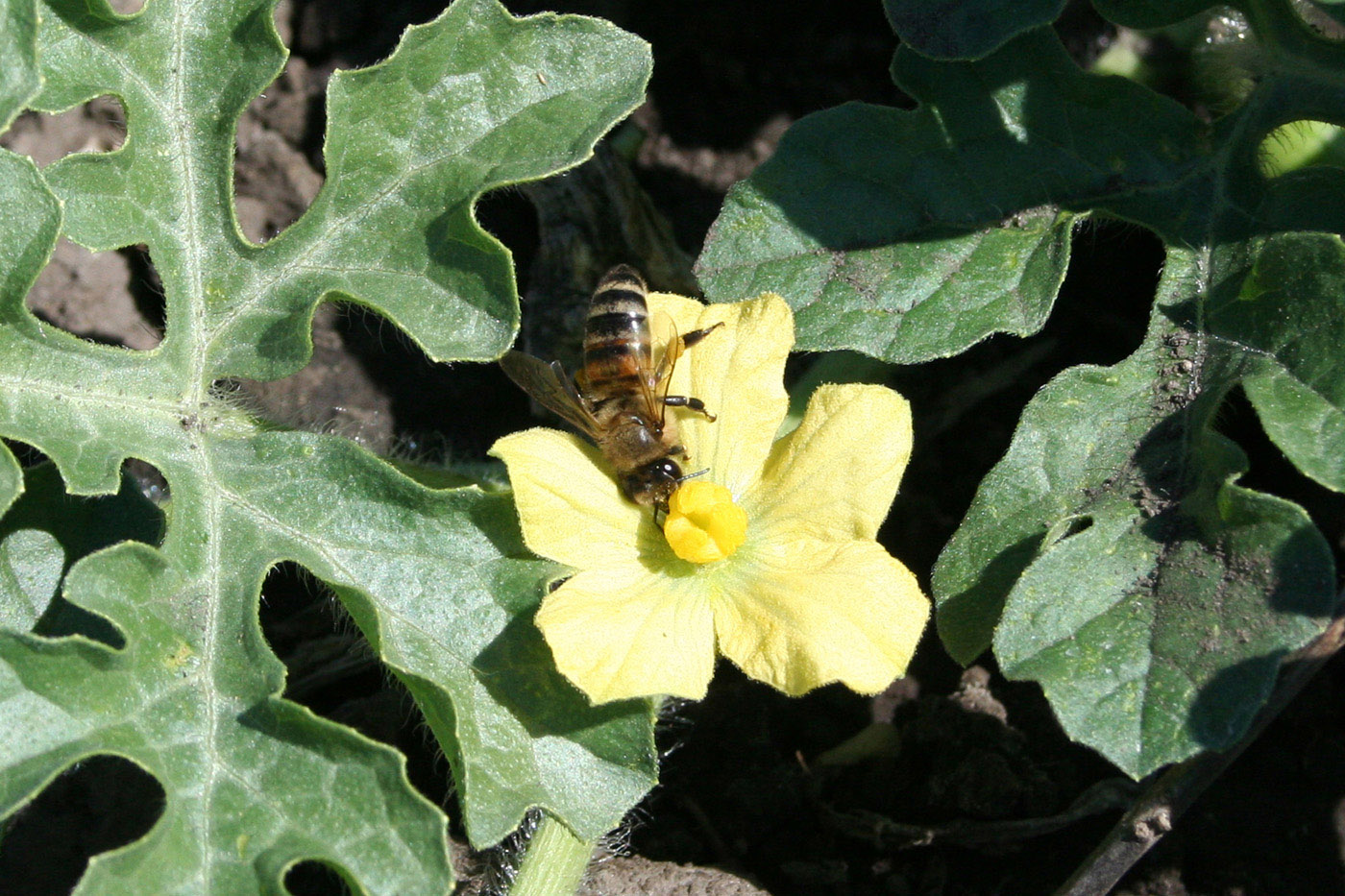 Изображение особи Citrullus lanatus ssp. vulgaris.