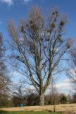 Populus deltoides. Дерево поражённое Омелой белой (Viscum album). Германия, г. Дюссельдорф, Ботанический сад университета. 02.03.2014.