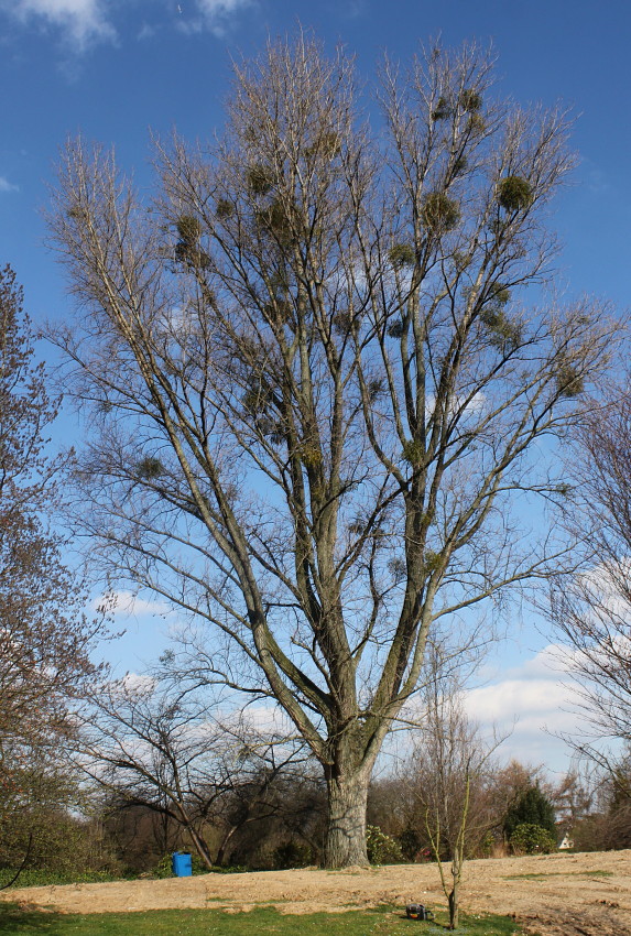 Изображение особи Populus deltoides.