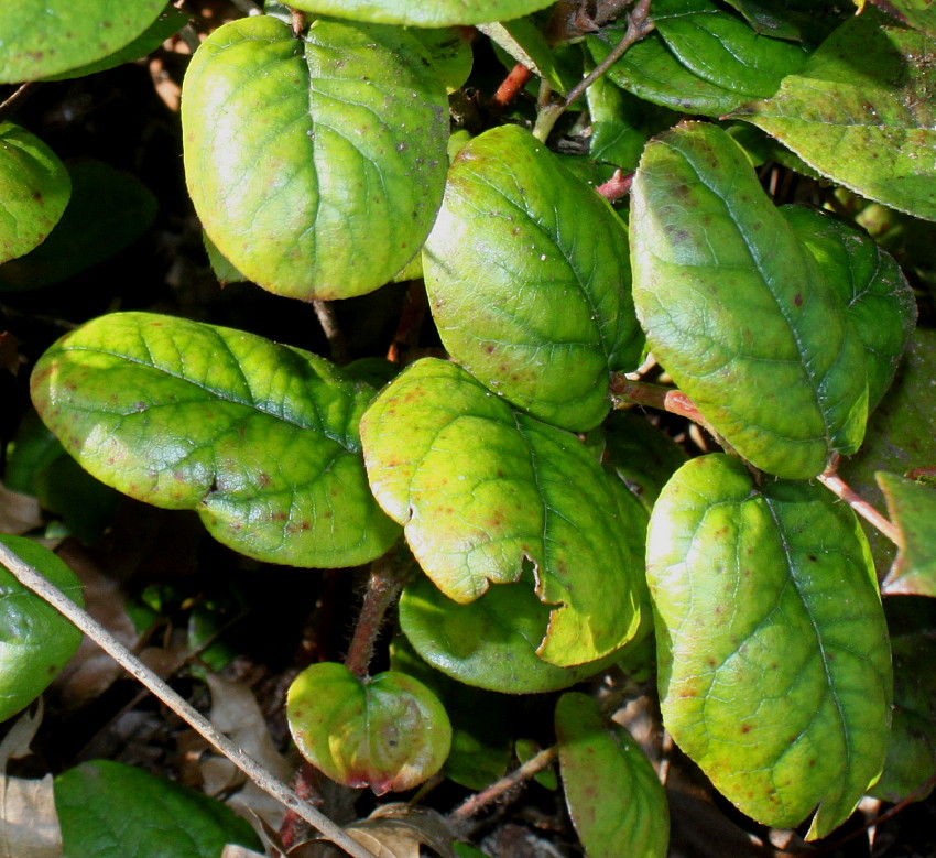 Image of Gaultheria shallon specimen.