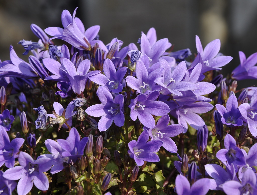 Image of Campanula garganica specimen.