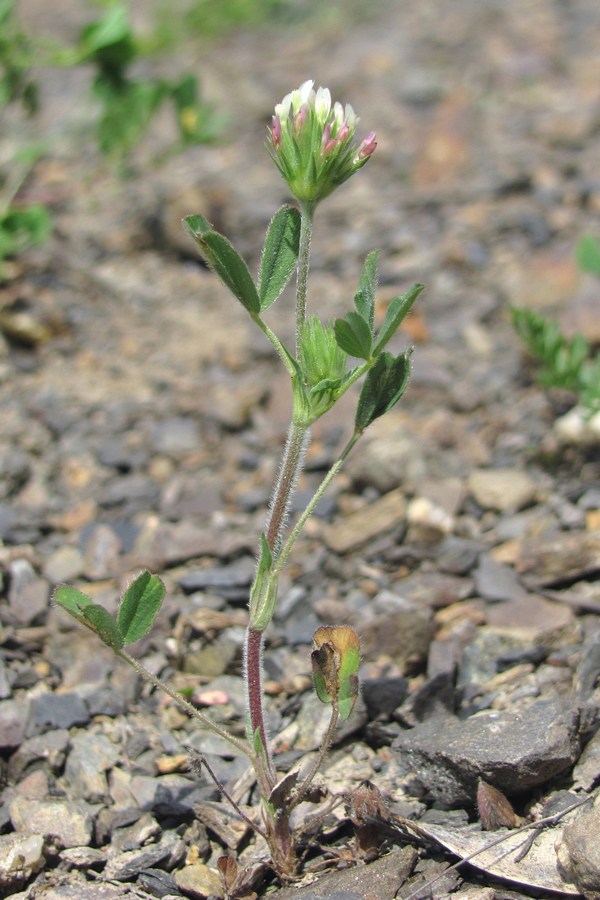 Изображение особи Trifolium leucanthum.