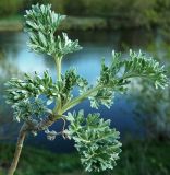 Artemisia absinthium