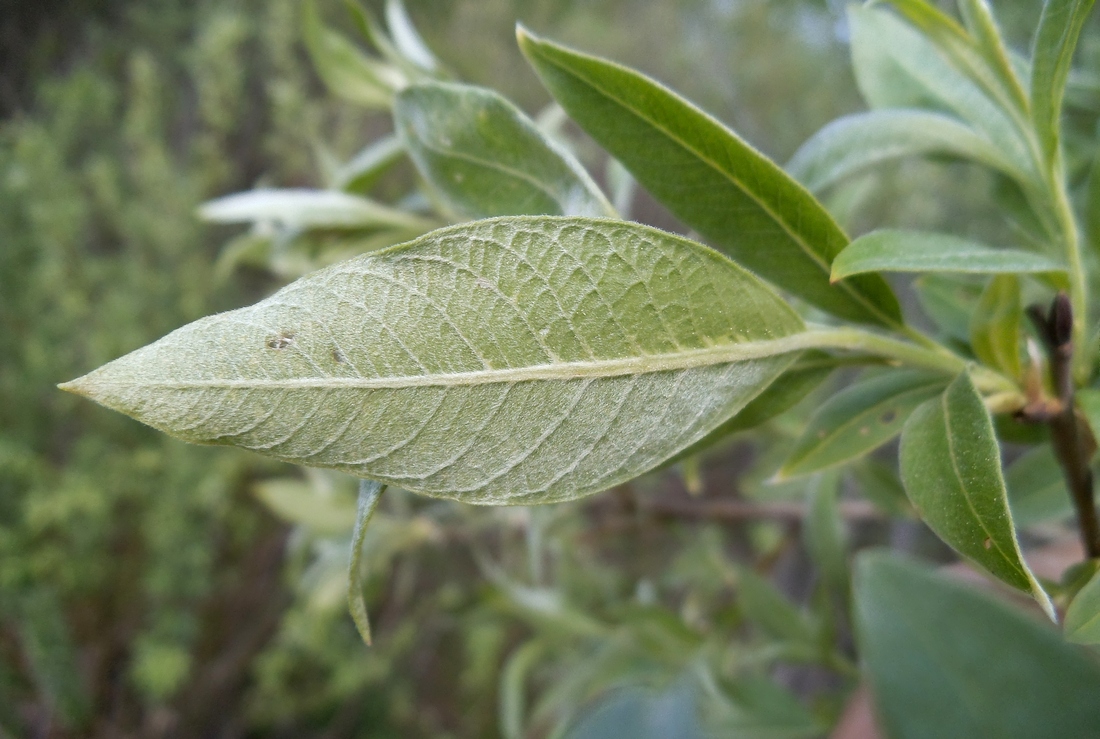 Image of Salix &times; smithiana specimen.