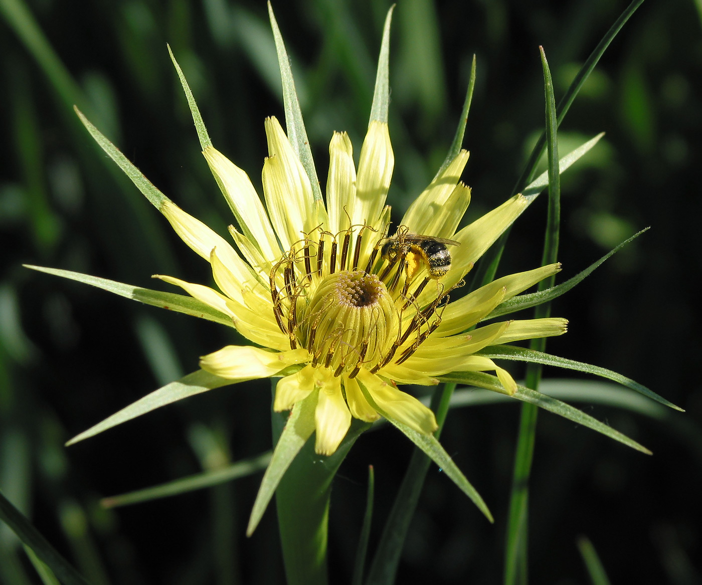 Изображение особи Tragopogon capitatus.